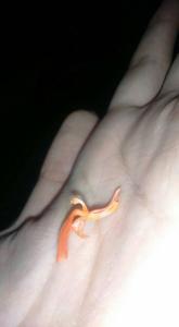 Stichorkis compressa