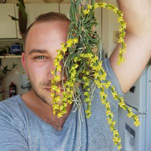 Chiloschista lindstroemii