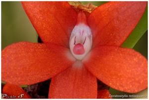 Ceratostylis retisquama