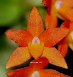 Cattleya cernua