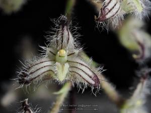 Bulbophyllum lindleyanum