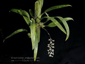 Bulbophyllum lindleyanum