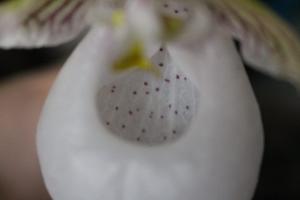 Paphiopedilum micranthum