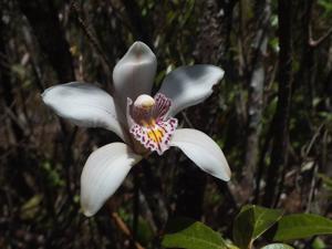 Cymbidium seidenfadenii