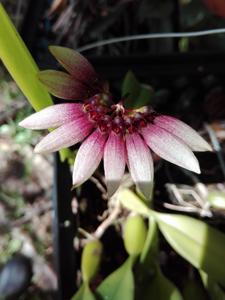 Bulbophyllum lepidum