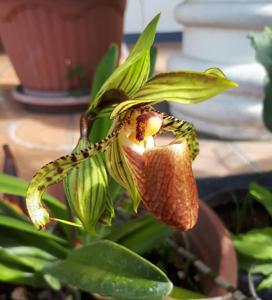 Paphiopedilum supardii