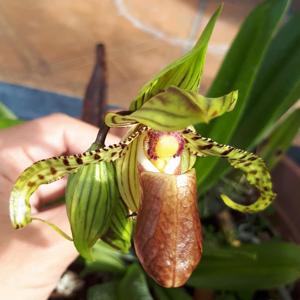 Paphiopedilum supardii