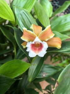 Sobralia atropubescens