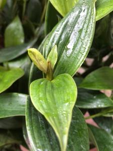 Sobralia atropubescens