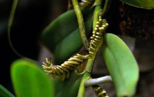 Campylocentrum kuntzei