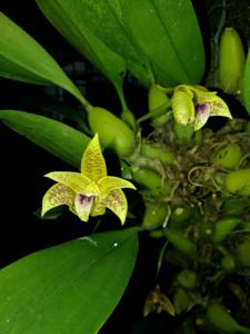 Bulbophyllum coweniorum