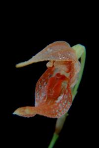 Specklinia barbae