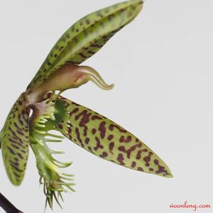 Catasetum lanciferum