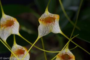 Masdevallia strobelii