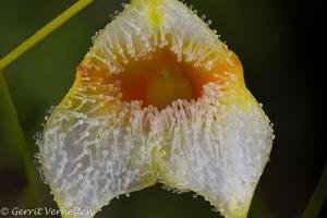 Masdevallia strobelii