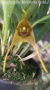 Masdevallia peristeria