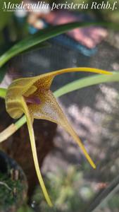 Masdevallia peristeria