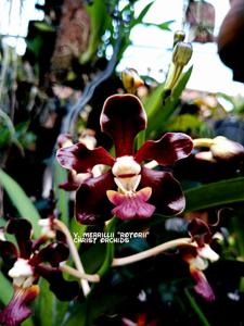 Vanda merrillii