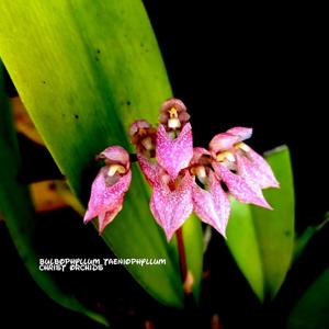 Bulbophyllum taeniophyllum