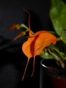 Masdevallia hirtzii