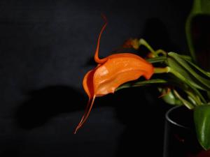 Masdevallia hirtzii