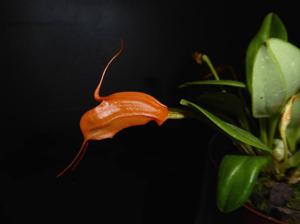 Masdevallia hirtzii