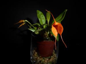 Masdevallia hirtzii