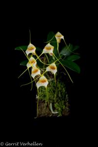 Masdevallia strobelii