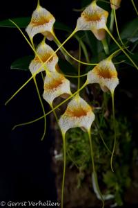 Masdevallia strobelii