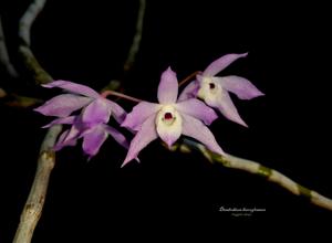 Dendrobium hercoglossum