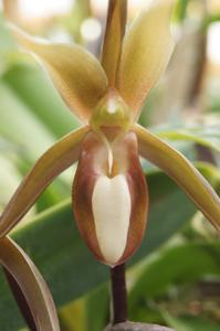 Catasetum tabulare