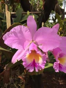 Cattleya labiata