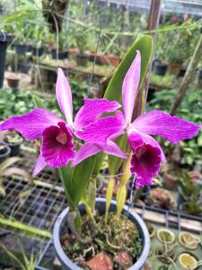 Cattleya purpurata