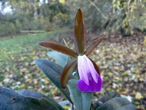 Cattleya dormaniana