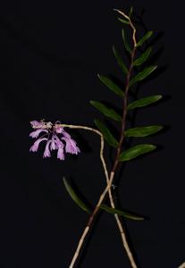 Dendrobium hasseltii