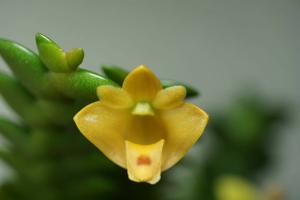 Dendrobium leonis
