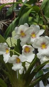 Miltoniopsis warszewiczii