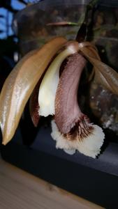Coelogyne salmonicolor