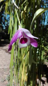 Dendrobium lituiflorum