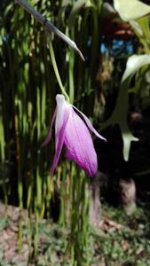 Dendrobium lituiflorum