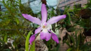 Laelia autumnalis