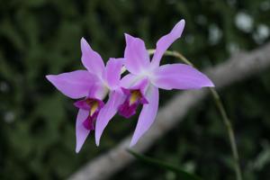 Laelia anceps