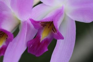 Laelia anceps