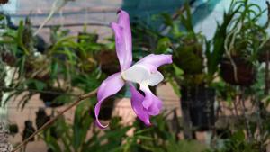 Laelia autumnalis