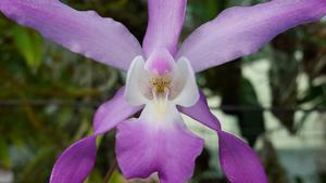 Laelia autumnalis