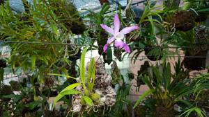 Laelia autumnalis