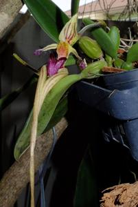 Bulbophyllum appendiculatum