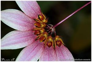 Bulbophyllum lepidum