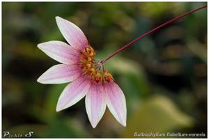 Bulbophyllum lepidum