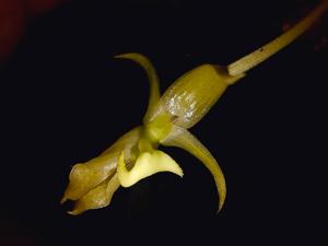 Bulbophyllum ecornutoides